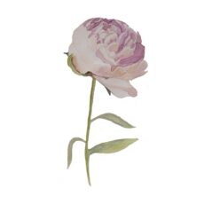 Peony