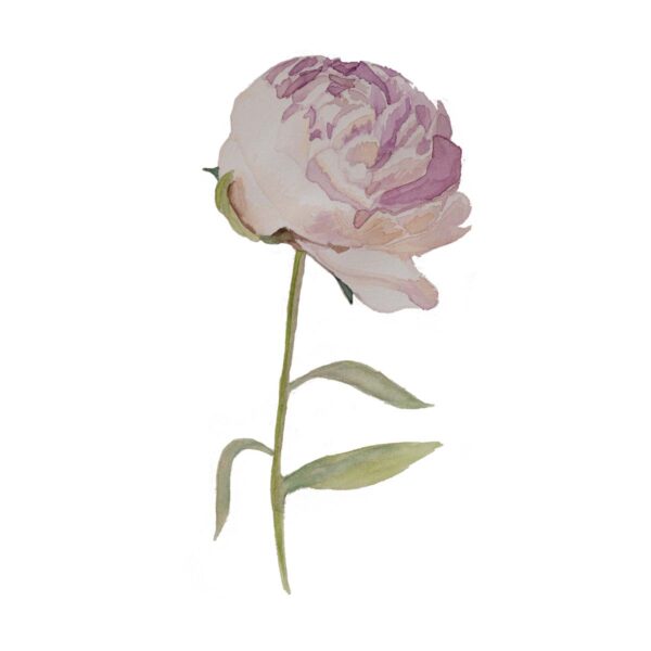 Peony