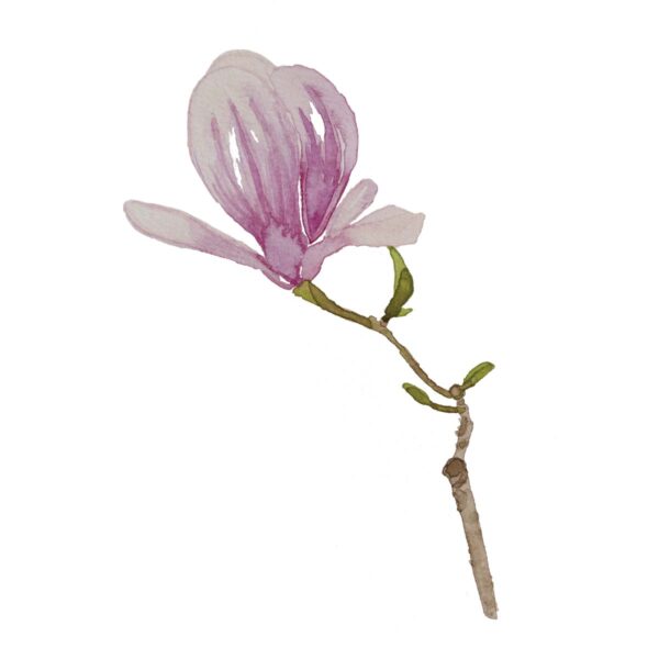 Magnolia